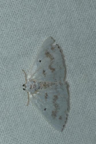 Réf. 234 337 : Lomographa temerata